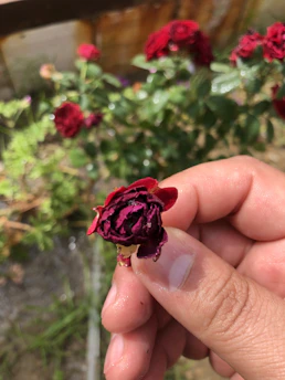 A rugged hand holding a metal rose crafted with rustic Texas charm against a backdrop of sunlit desert.