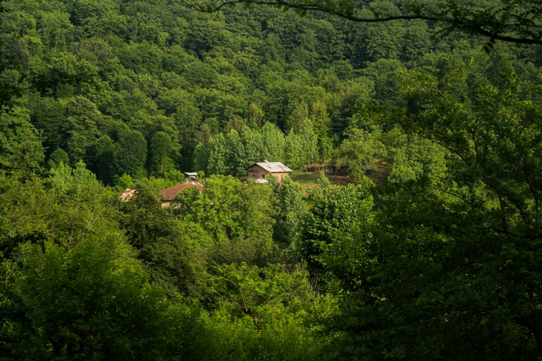 Forest photo spot Rasht Gilan Province