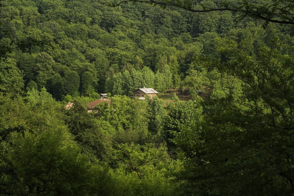 green trees and houses during daytime