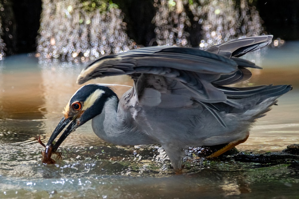 grey and black bird on water during daytime