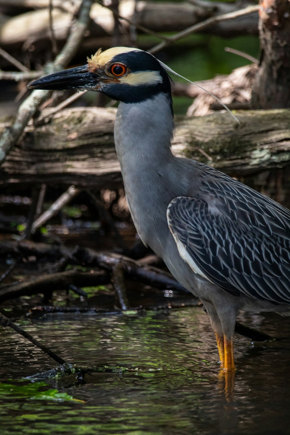 grey and black bird on water