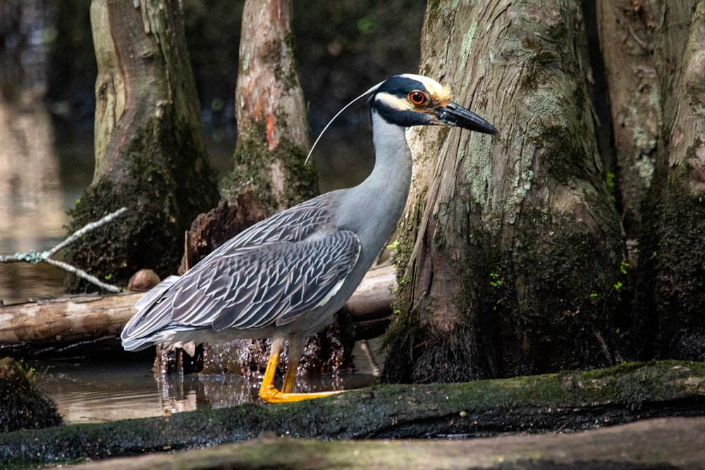 grey and yellow bird on brown wooden log