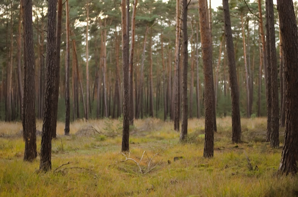 green grass and brown trees