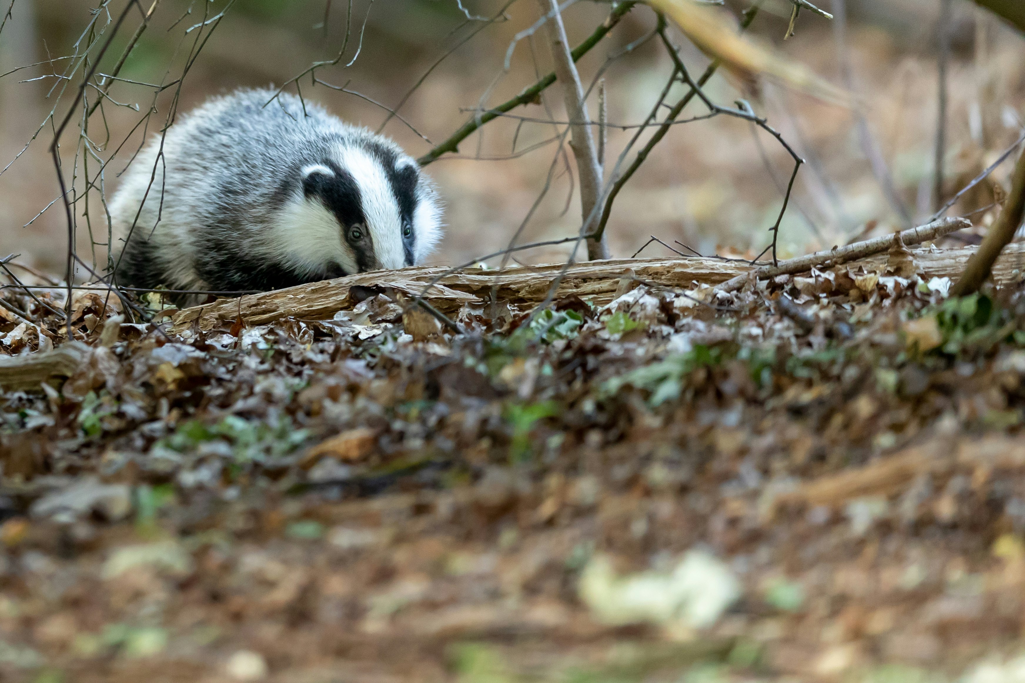 white and black animal on brown dried leaves