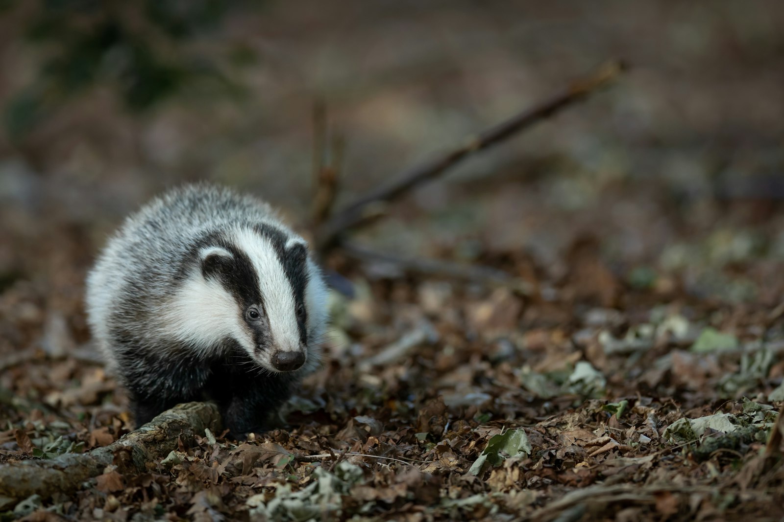 Canon EF 400mm F2.8L IS II USM sample photo. White and black animal photography