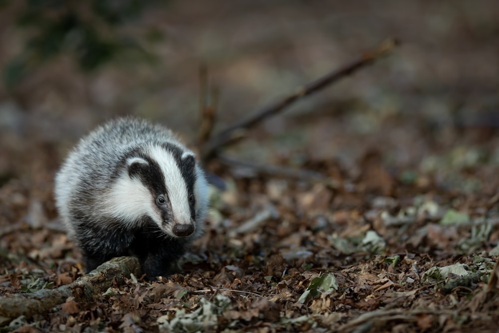 white and black animal on brown soil