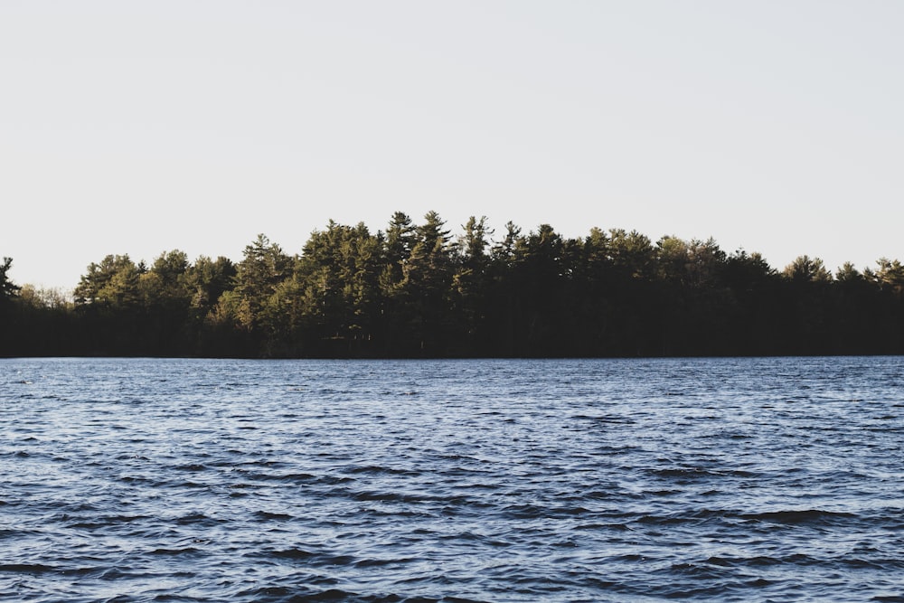 green trees beside body of water during daytime