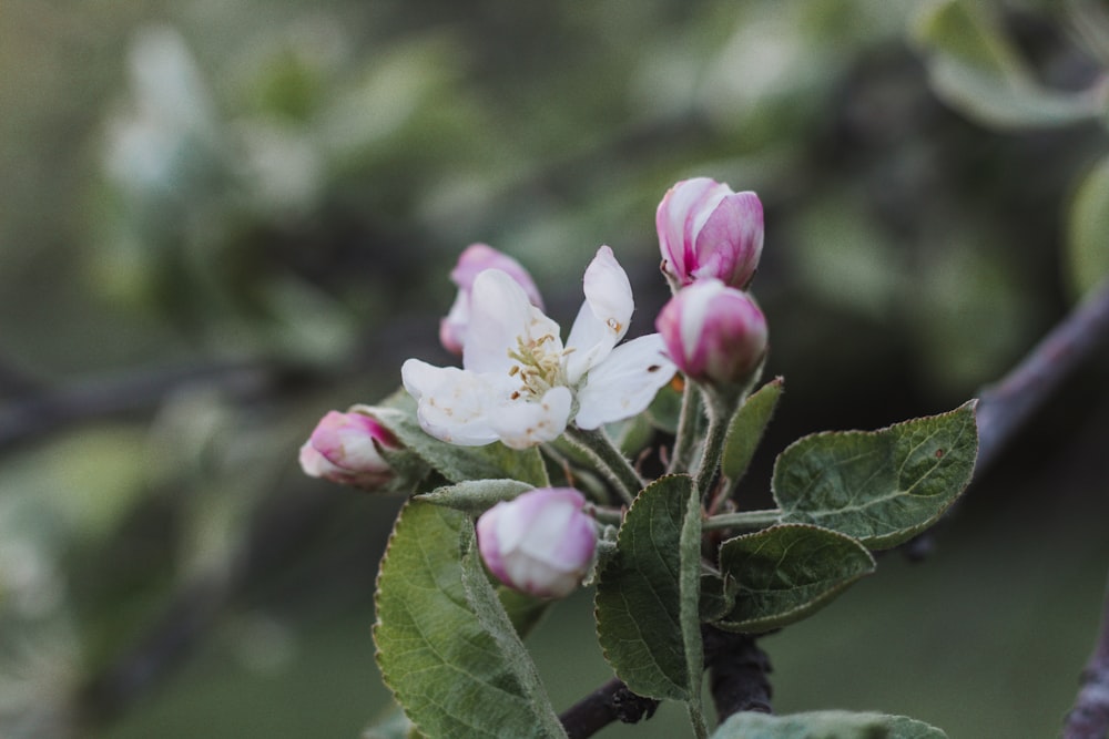 チルトシフトレンズの白とピンクの花