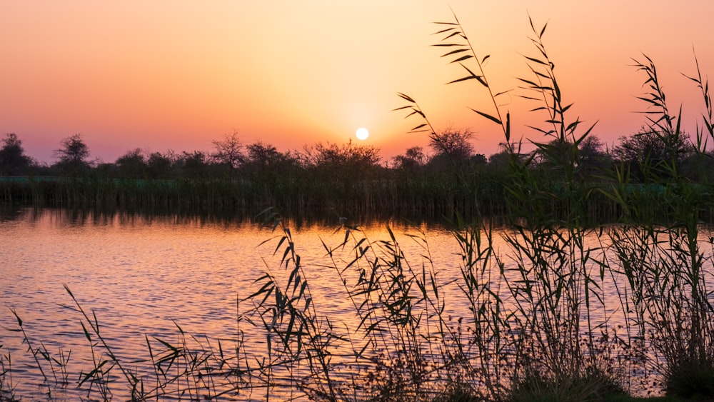 green grass near body of water during sunset