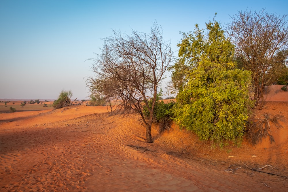 green trees on brown sand during daytime
