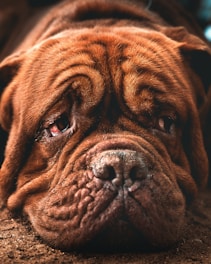 brown short coated dog in close up photography