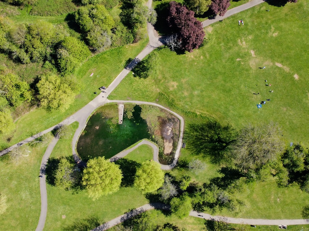 aerial view of green trees and road