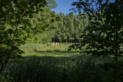 green grass field and green trees under blue sky during daytime