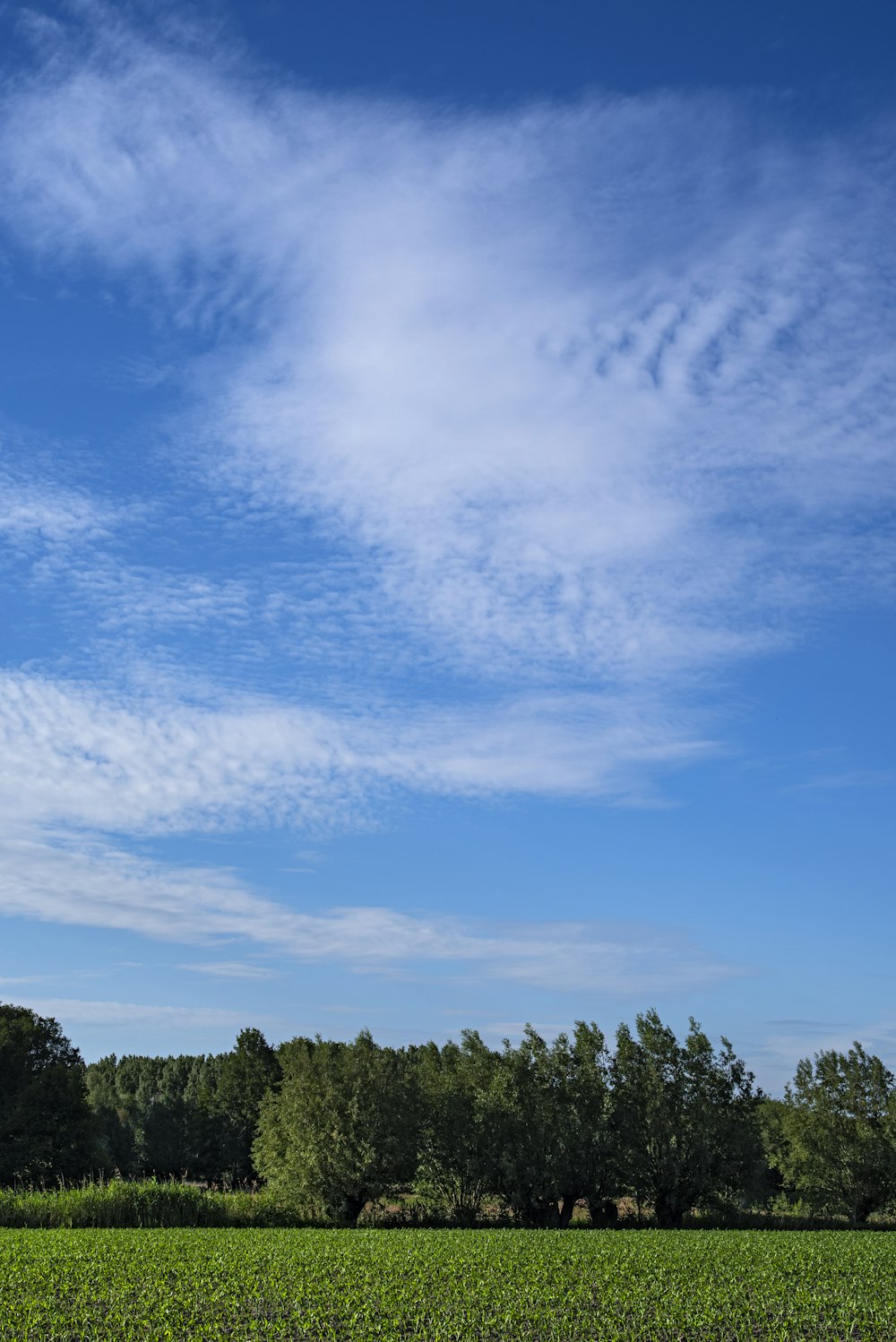 green trees under blue sky and white clouds during daytime