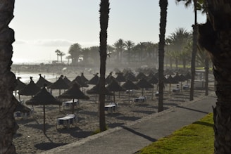 A beach setting with numerous straw umbrellas lined up along the sandy shore. Palm trees are scattered throughout the area, and the sun partially illuminates the scene, casting long shadows. In the background, the ocean is visible with gentle waves, and a few people are walking along the beach.