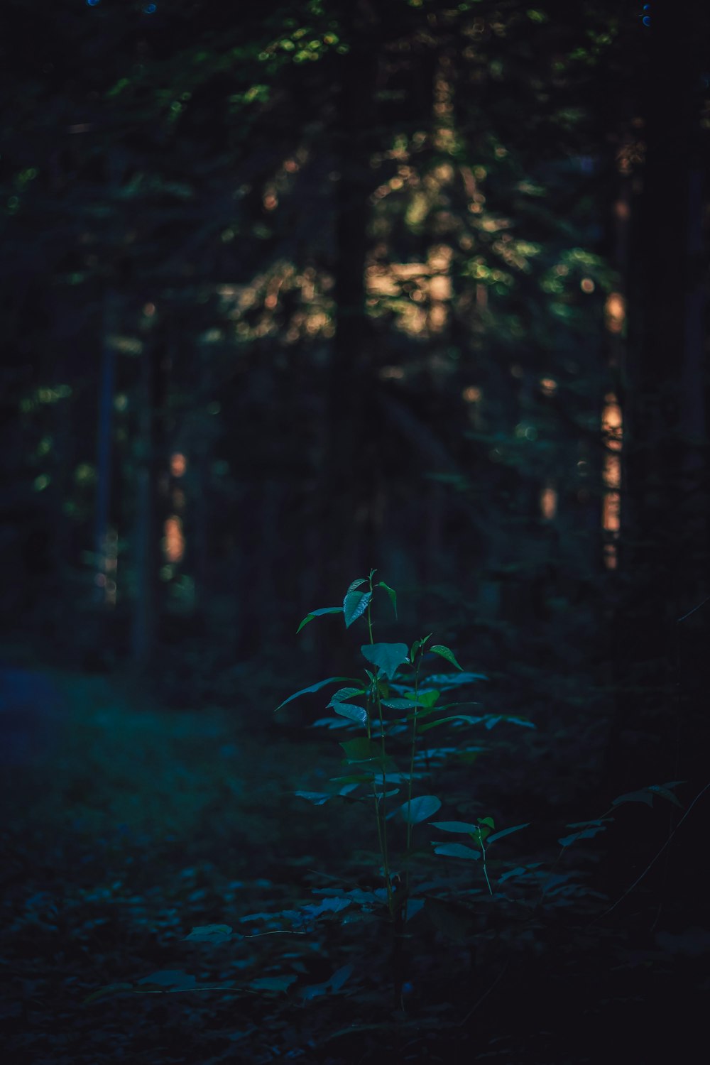 green plant in the forest