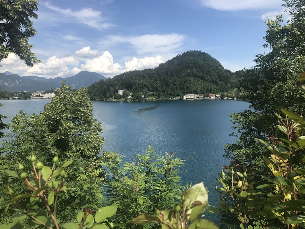 green trees near body of water during daytime