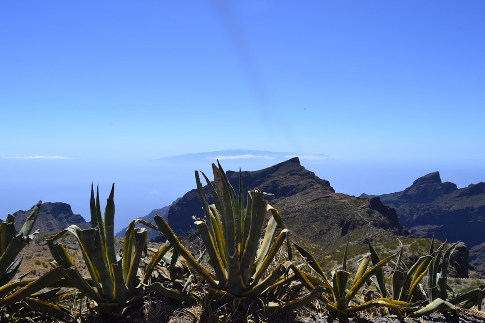 green plant near mountain under blue sky during daytime