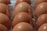 Several brown eggs neatly arranged in a transparent plastic egg carton. The eggs display a natural sheen, and the plastic casing is slightly visible between them, reflecting light subtly.