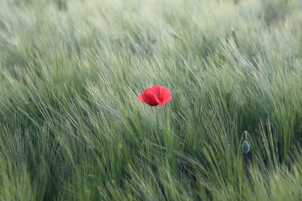 red flower on green grass field during daytime