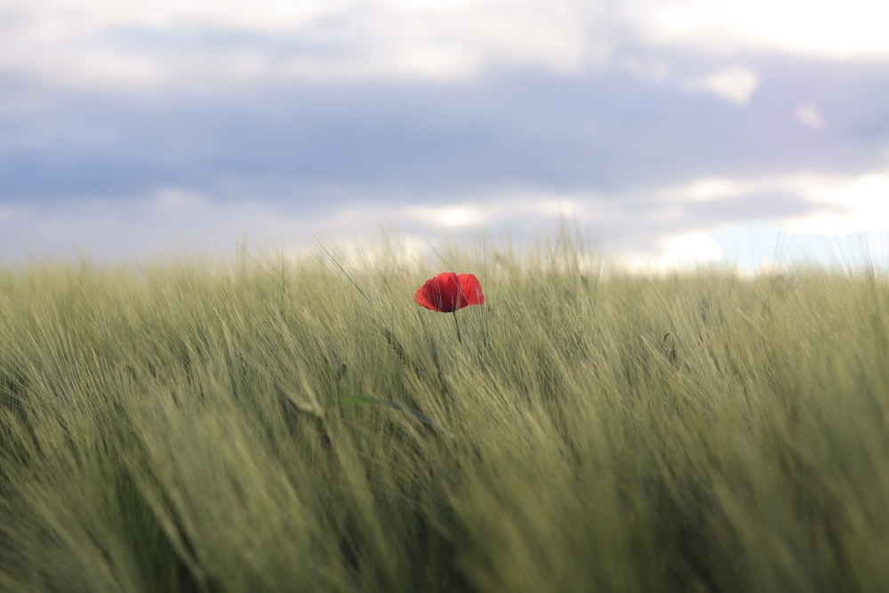 red balloon on green grass field during daytime