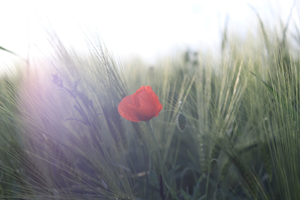 flor roja en campo de hierba verde