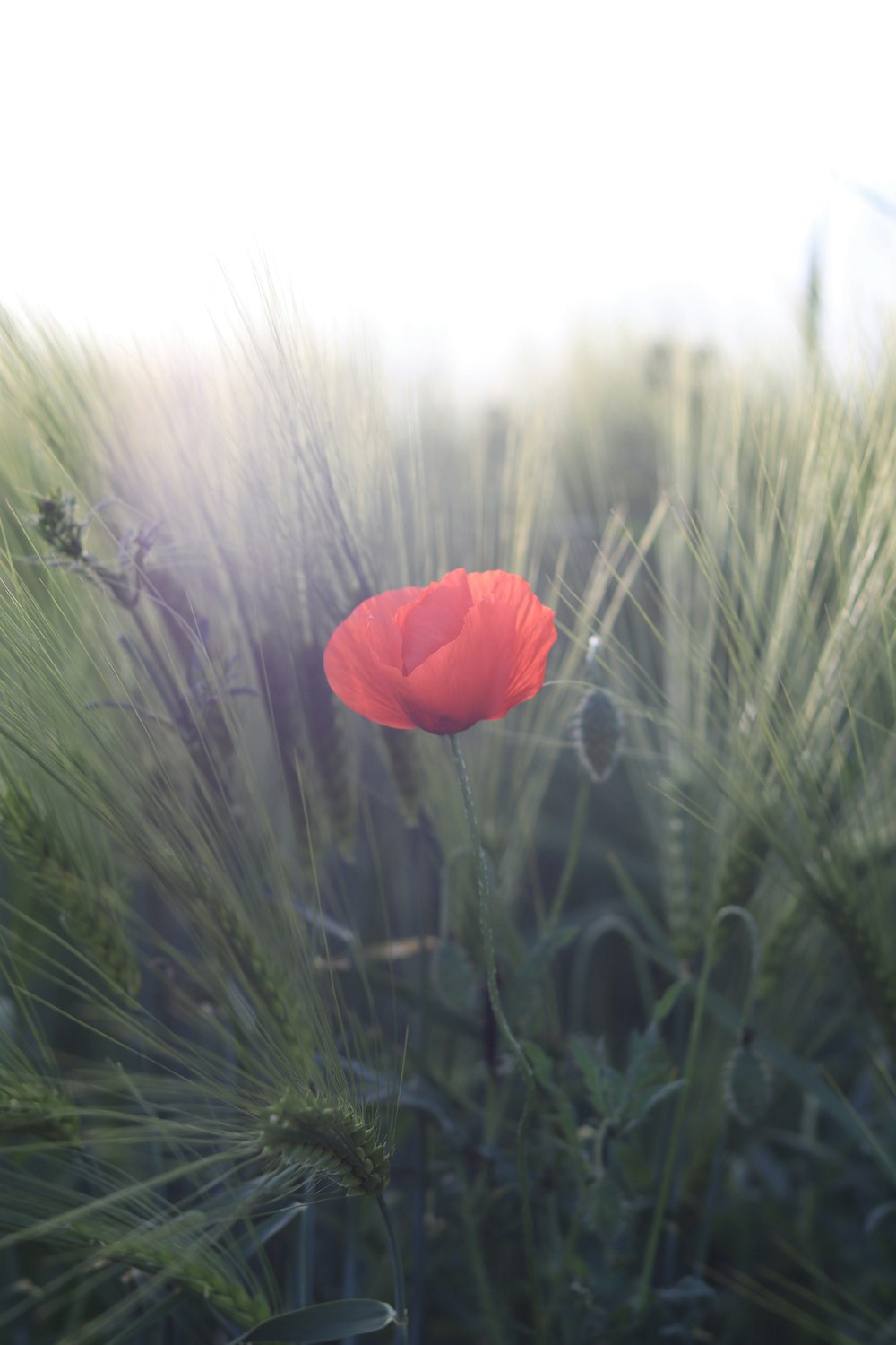 red flower on green grass during daytime