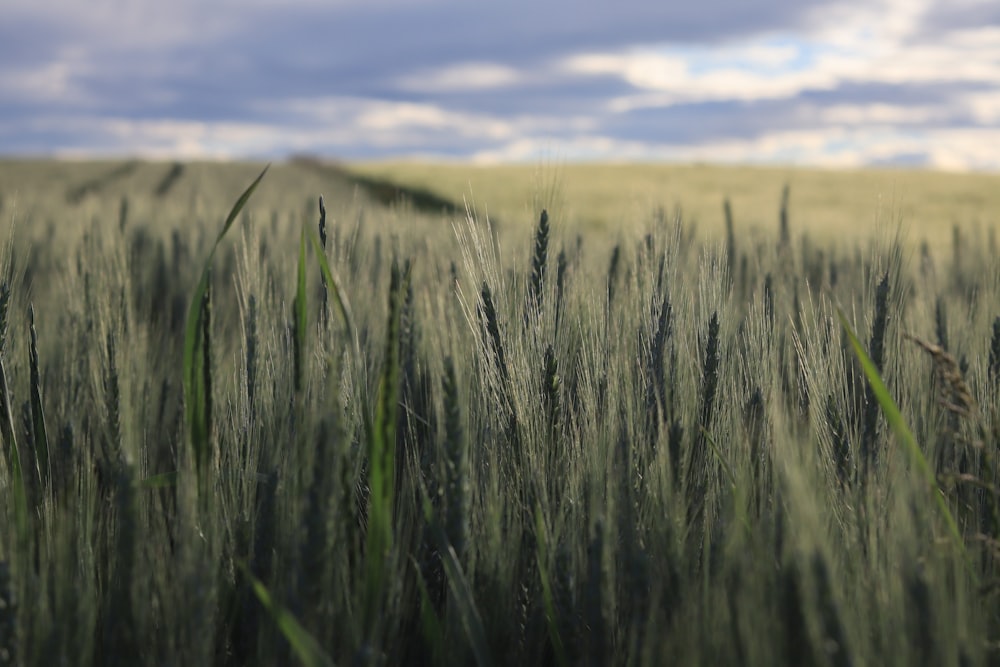 green grass field during daytime