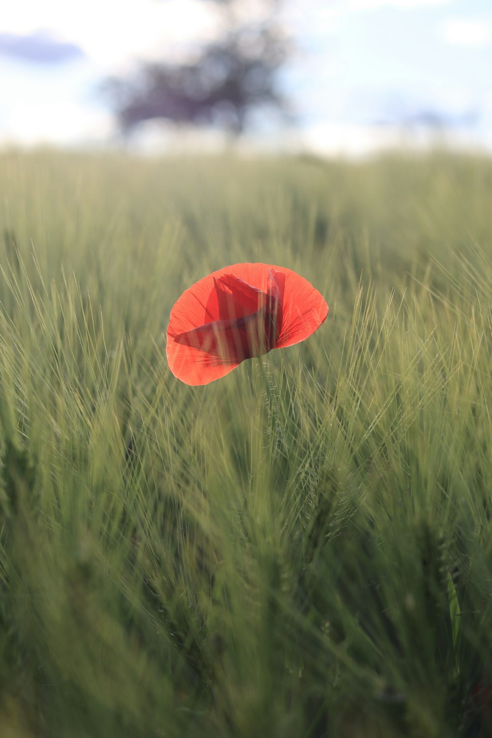 red hot air balloon flying over green grass field during daytime