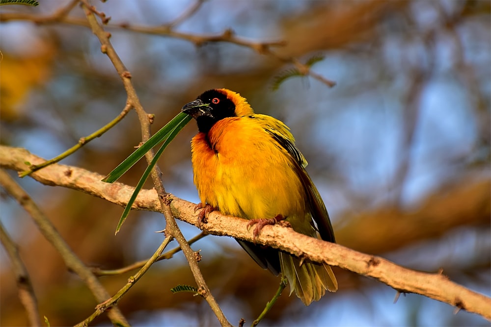 yellow black and red bird on brown tree branch
