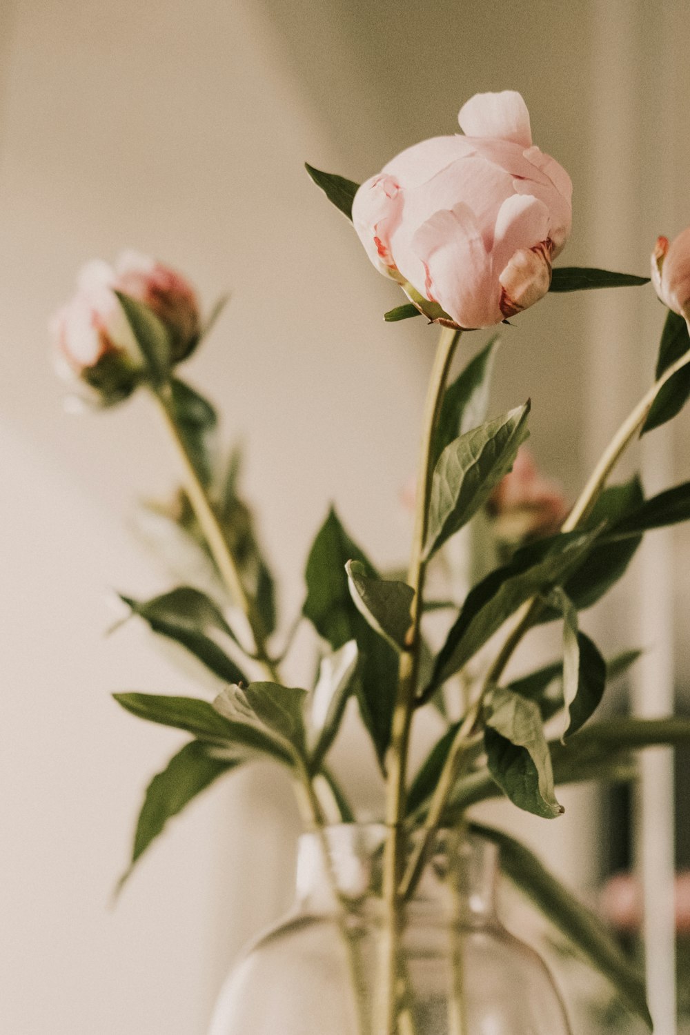 pink and white rose in bloom