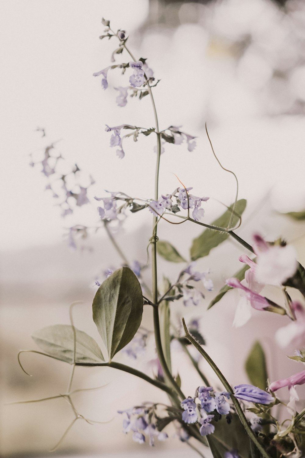 white flowers with green leaves