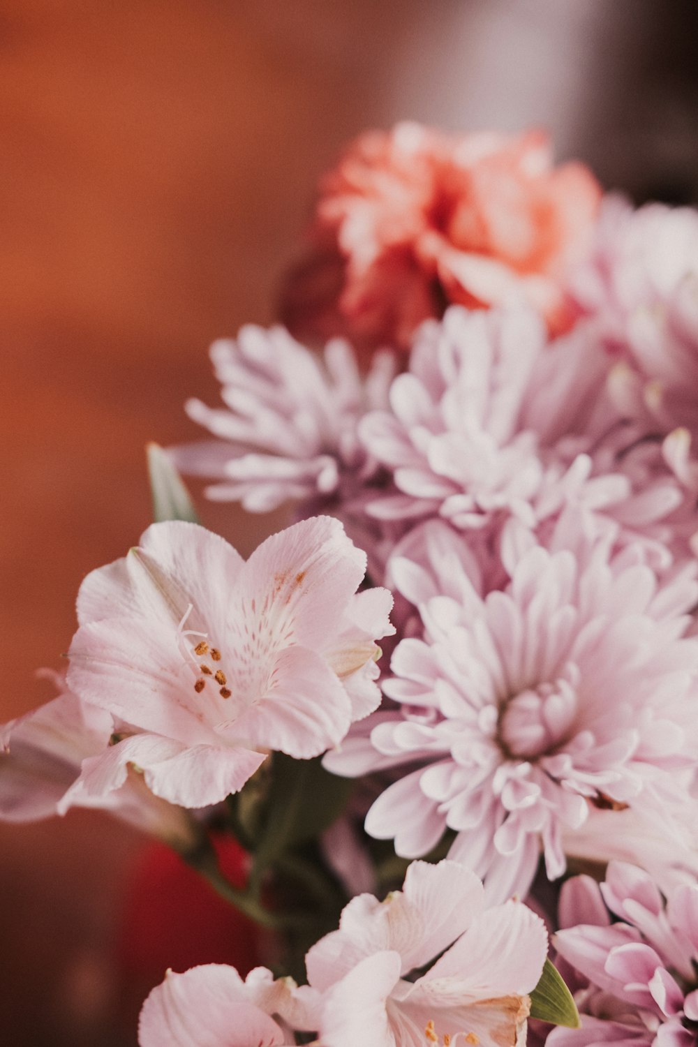 pink and white flowers in tilt shift lens