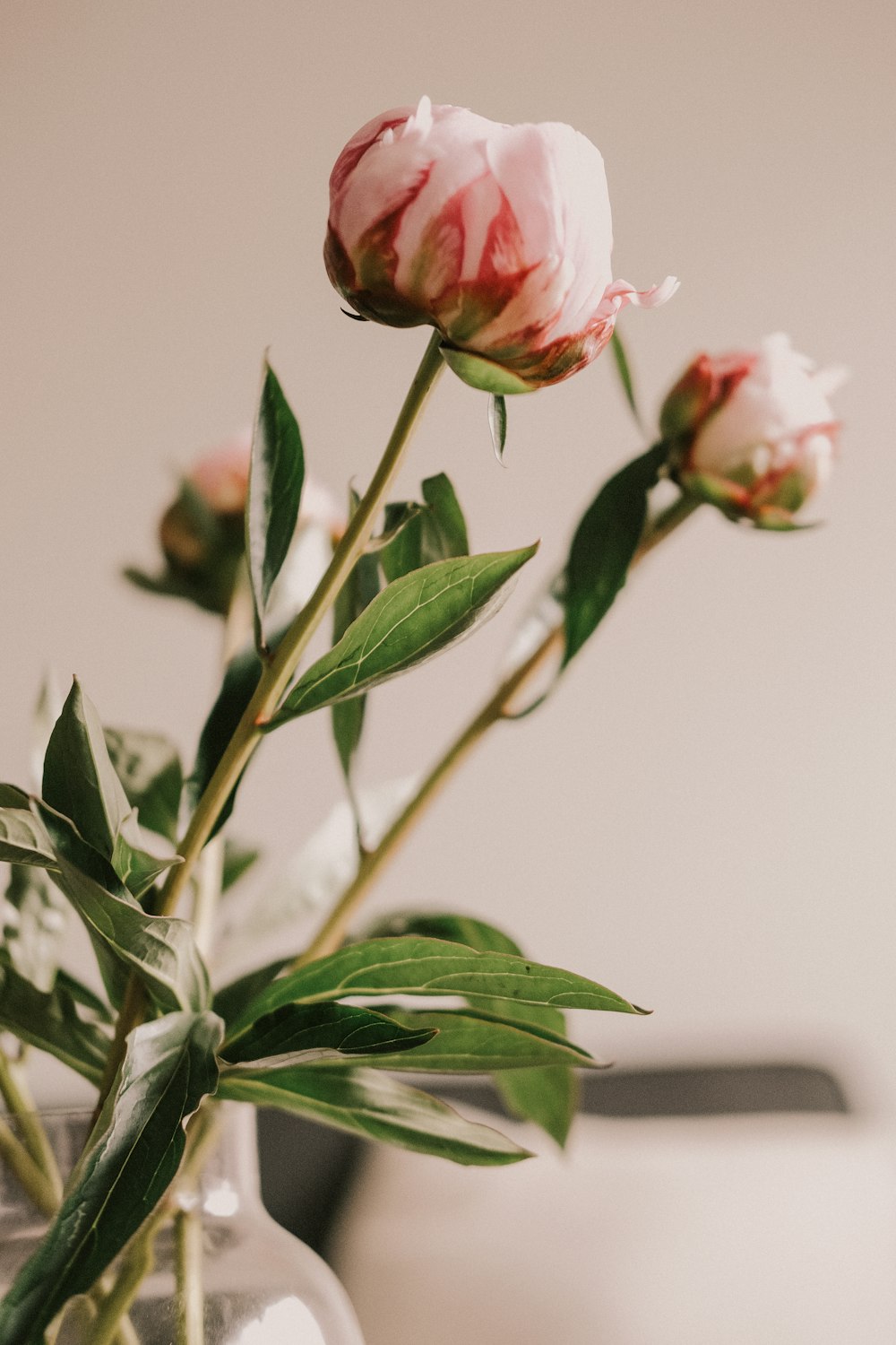 pink and white rose in bloom