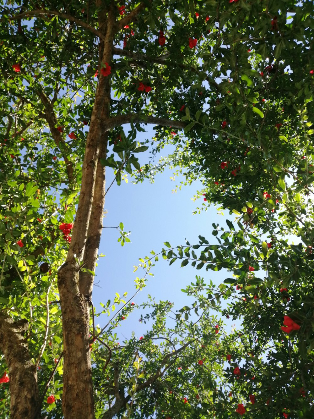 green and red leaf tree