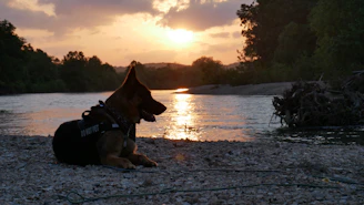 Sunset view from a rustic cabin porch in Montana with a German Shepherd resting nearby.