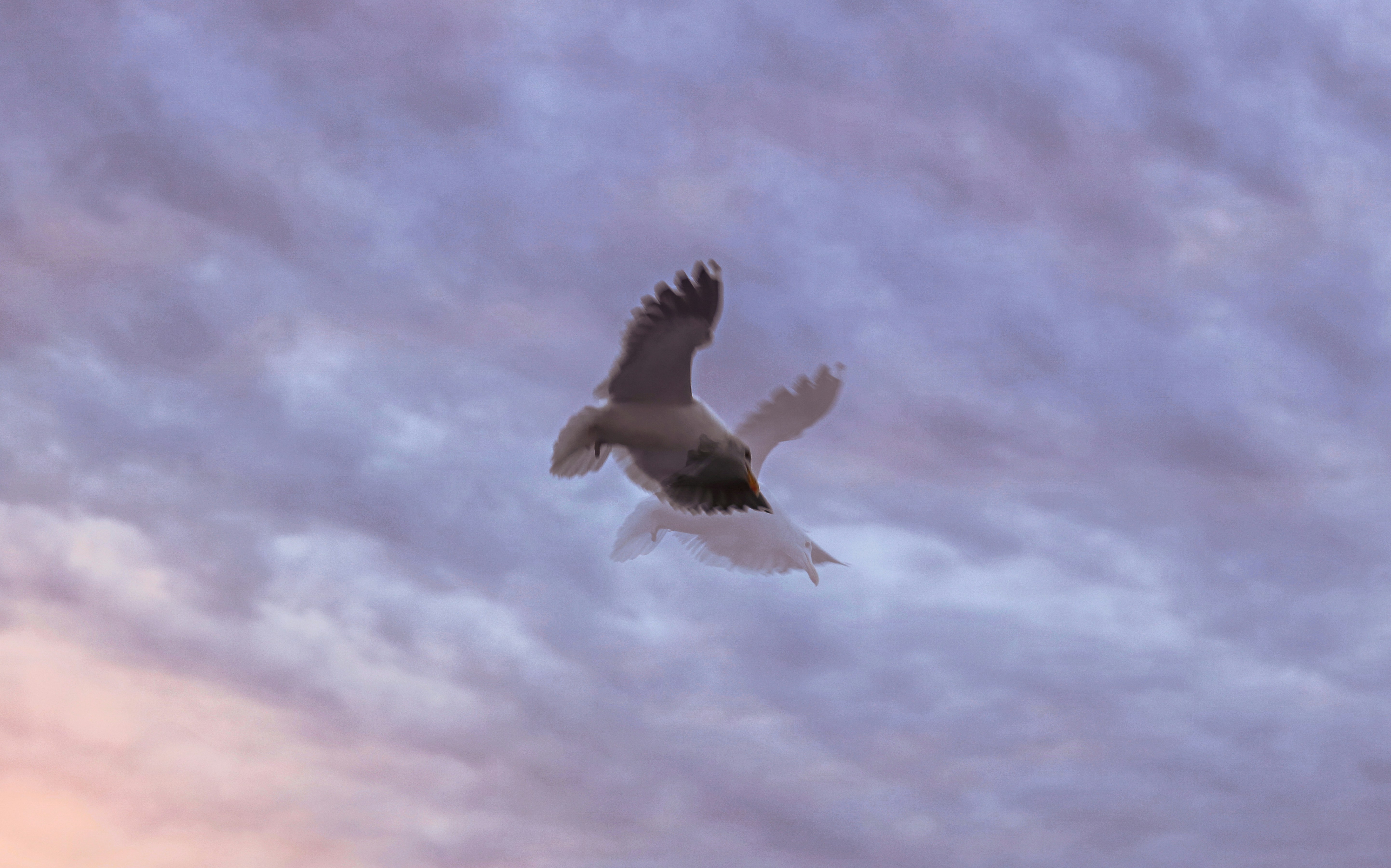 white and black bird flying under cloudy sky during daytime