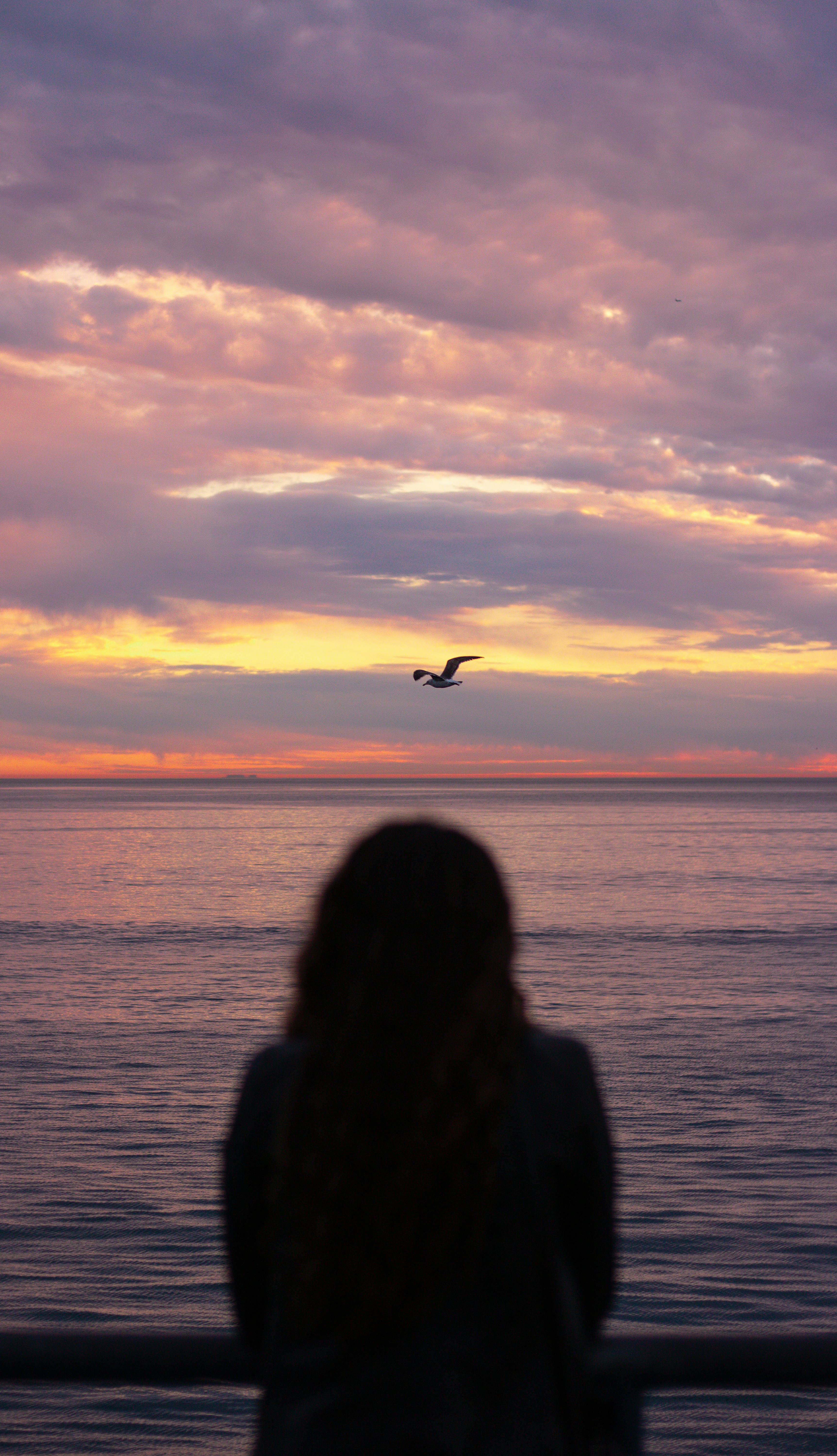 silhouette of bird flying over the sea during sunset