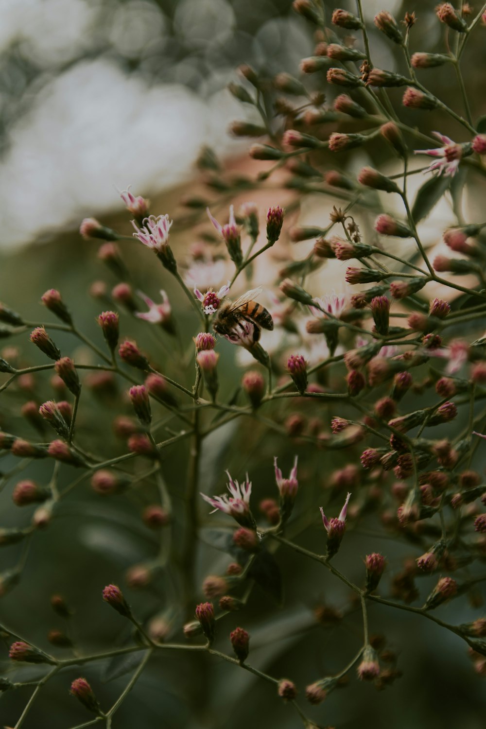 brown and black bee on pink flower