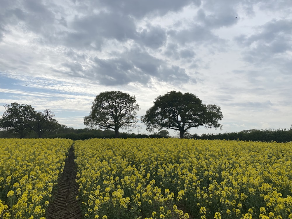 green tree on yellow flower field under cloudy sky during daytime