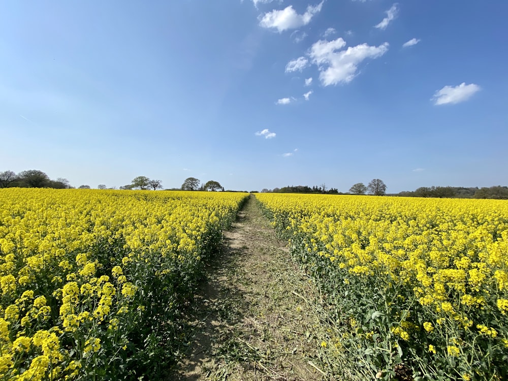 yellow flower field under blue sky during daytime