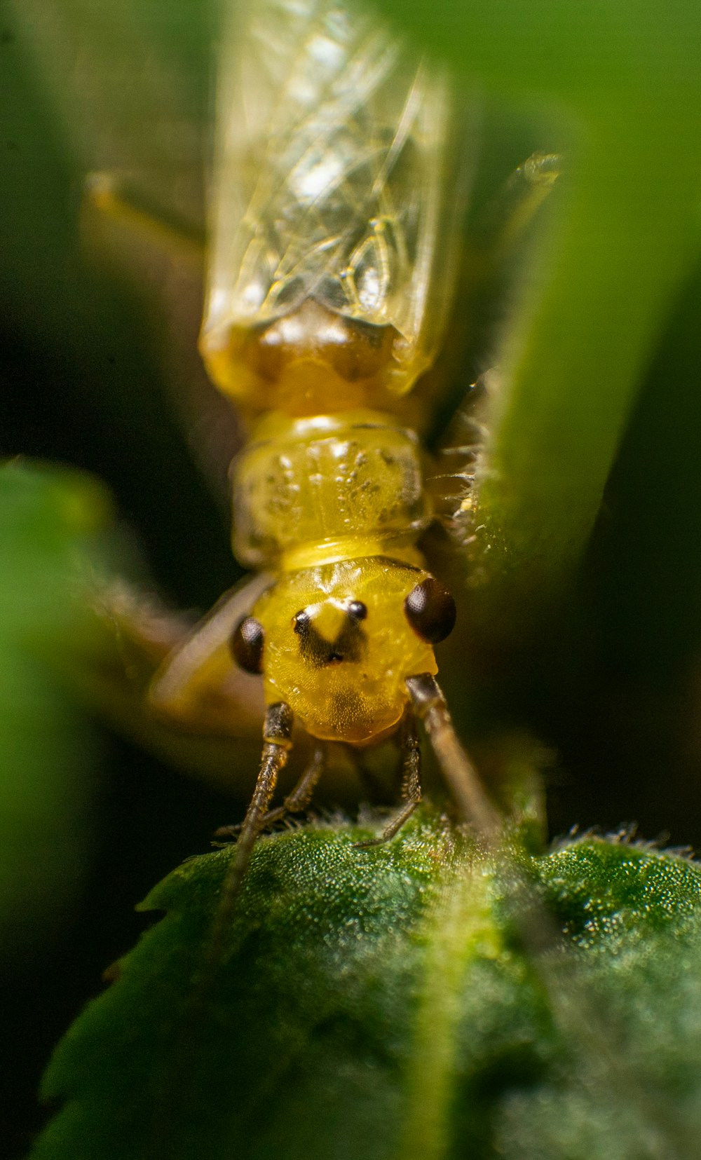 green and yellow insect on green leaf