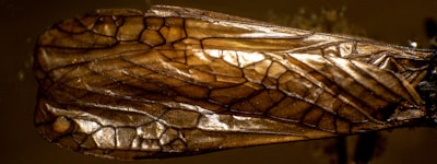 A close-up view of a translucent insect wing with intricate vein patterns and a golden-brown hue. The delicate network of veins creates a geometric design, reflecting light with a metallic sheen.