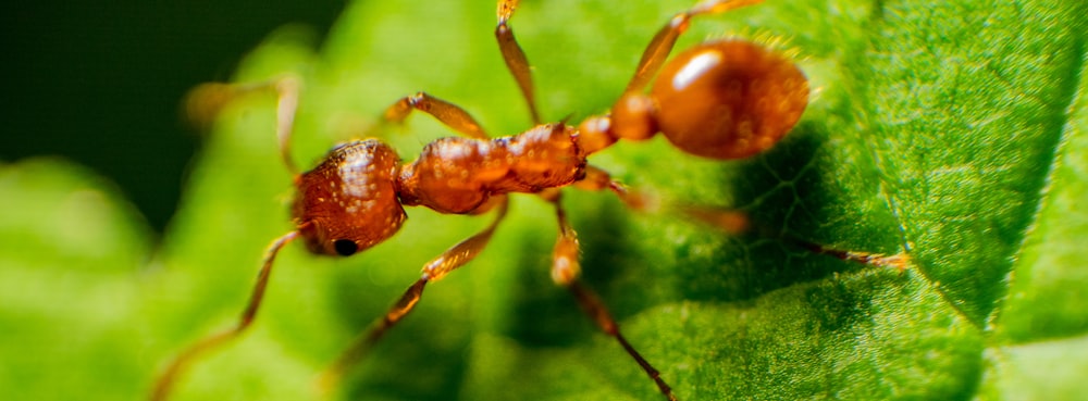 fourmi brune sur feuille verte
