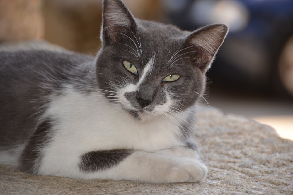 black and white cat on brown carpet