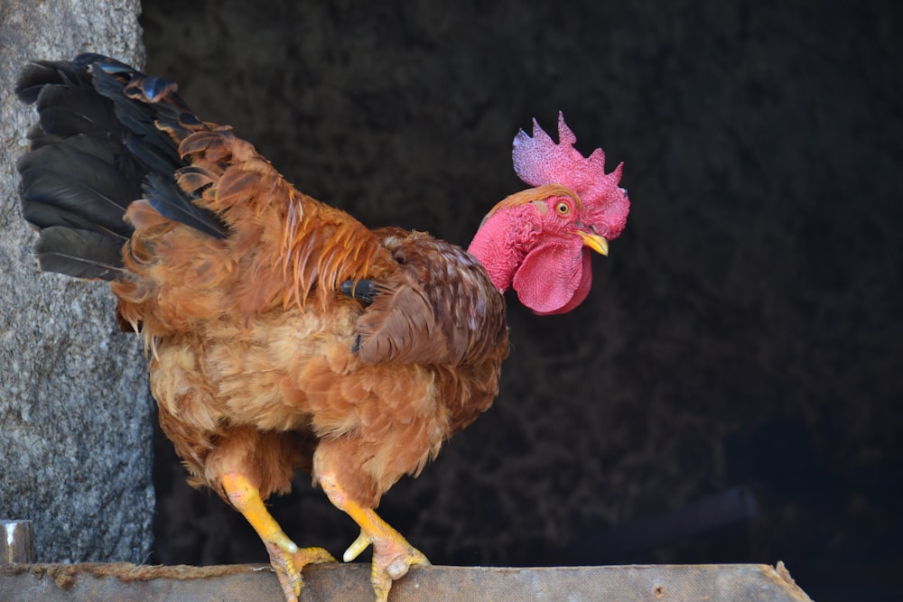 brown and red rooster standing on gray concrete surface