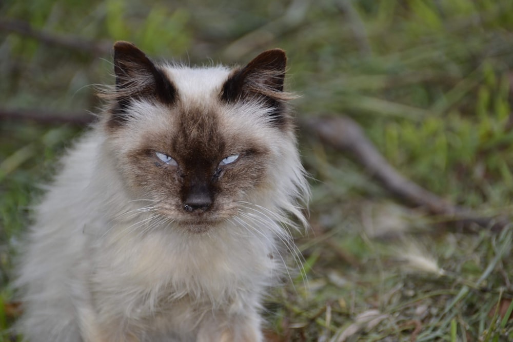 chat à longue fourrure blanc et brun sur l’herbe verte pendant la journée