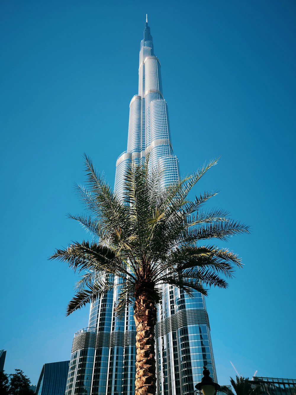 green palm tree near white concrete building during daytime