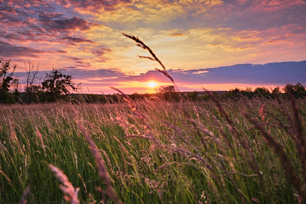 green grass field during sunset