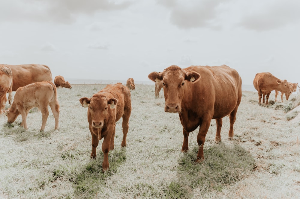 Braune Kuh auf weißem Feld tagsüber